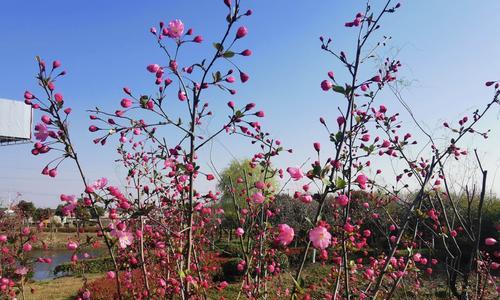 海棠花开代表什么寓意？如何理解海棠花的象征意义？