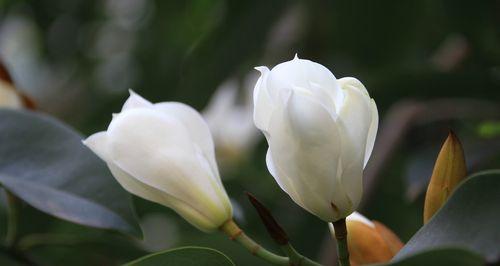 含笑花的花语是什么？含笑花的花语有哪些含义？