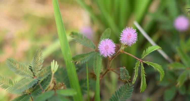 含羞草的花语和寓意是什么？含羞草象征着什么？