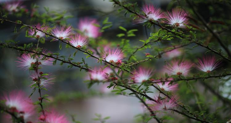 合欢花花语是什么？如何用合欢花表达爱意？