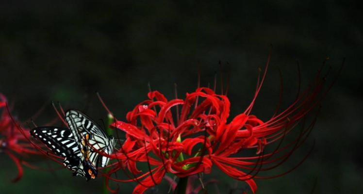 黑色彼岸花图片有哪些？它的花语是什么意思？