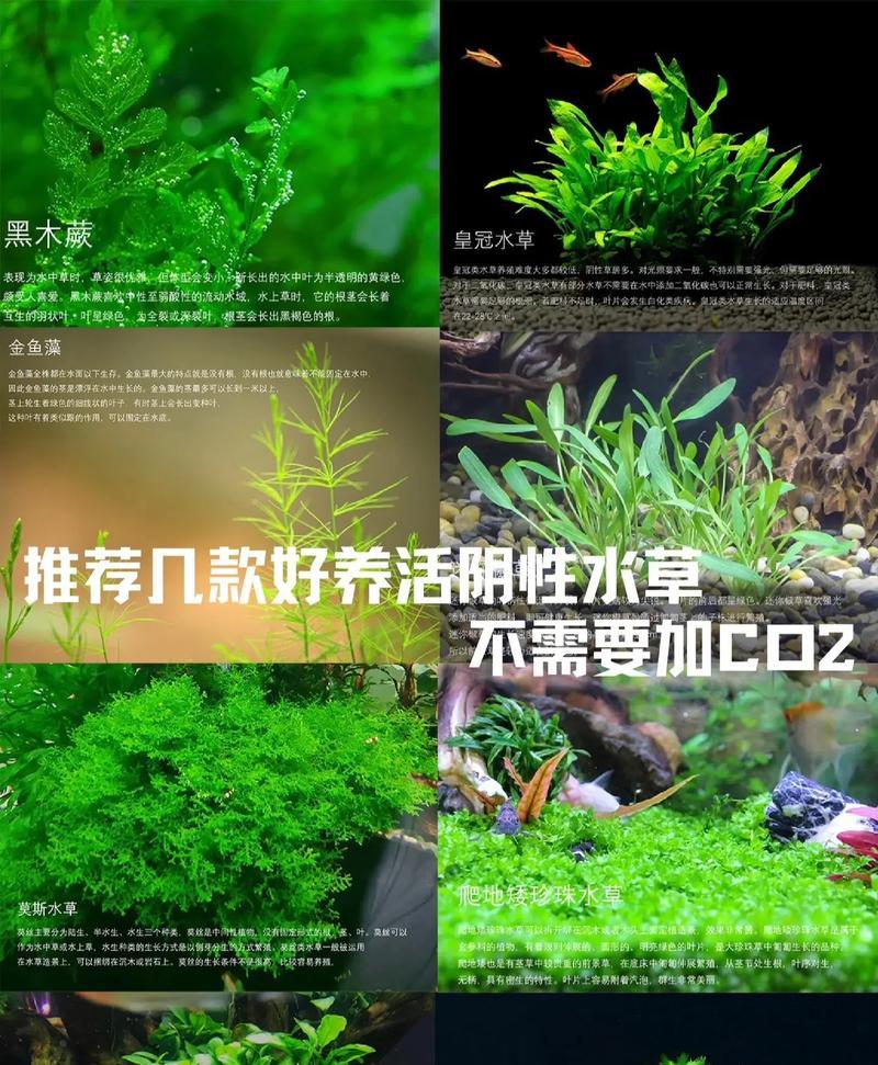 哪些水生植物耐晒耐寒？如何选择易养的水生植物？