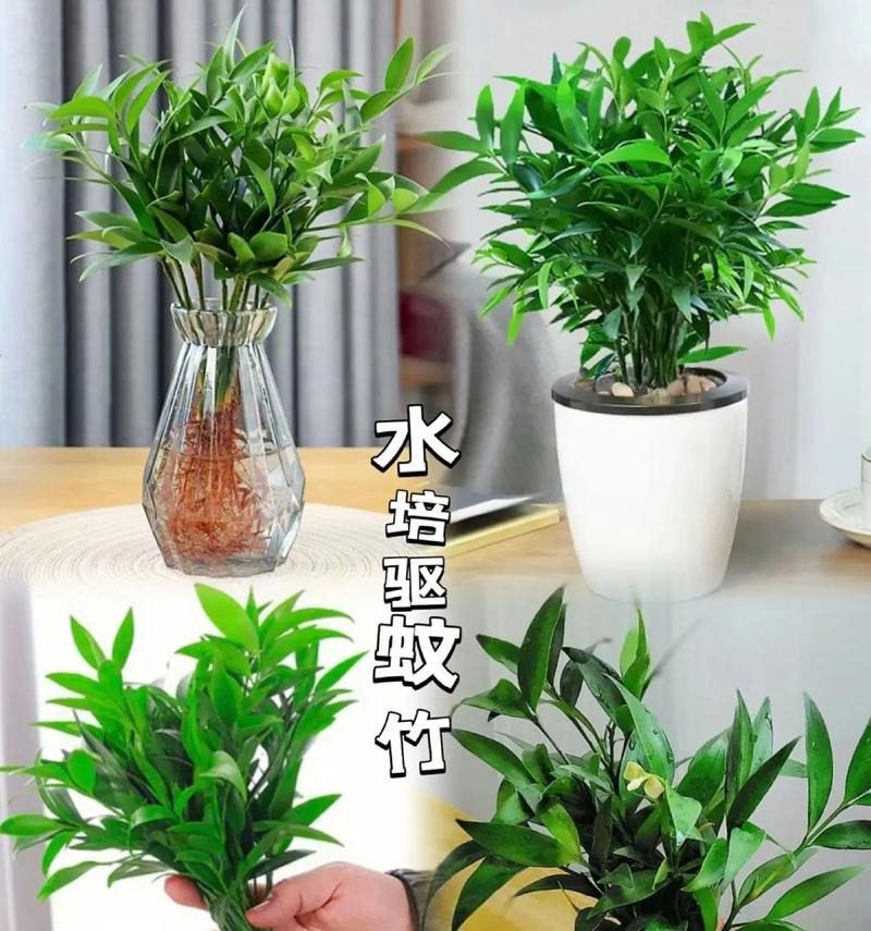 哪些水生植物耐晒耐寒？如何选择易养的水生植物？