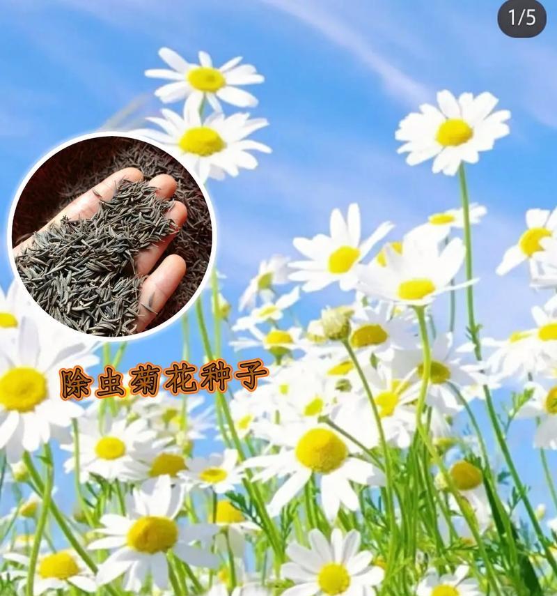 北方防蚊花草种子有哪些选择？这些品种的特性是什么？