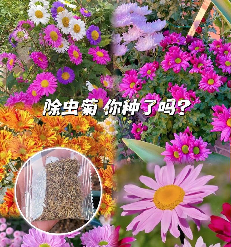 北方防蚊花草种子有哪些选择？这些品种的特性是什么？