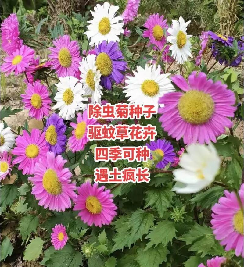 北方防蚊花草种子有哪些选择？这些品种的特性是什么？