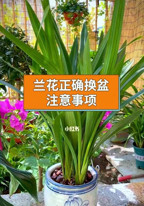 兰花盆种植管理有哪些技巧？如何促进兰花生长？