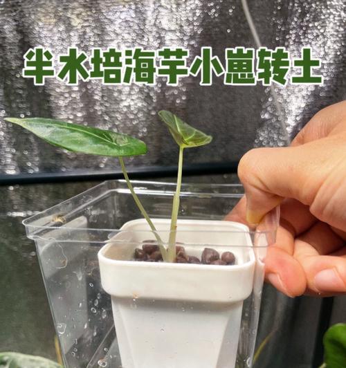 水培花盆土白色东西是什么原因？如何处理？