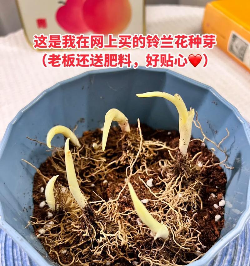 多年养花不发芽是什么原因？有哪些解决方法？