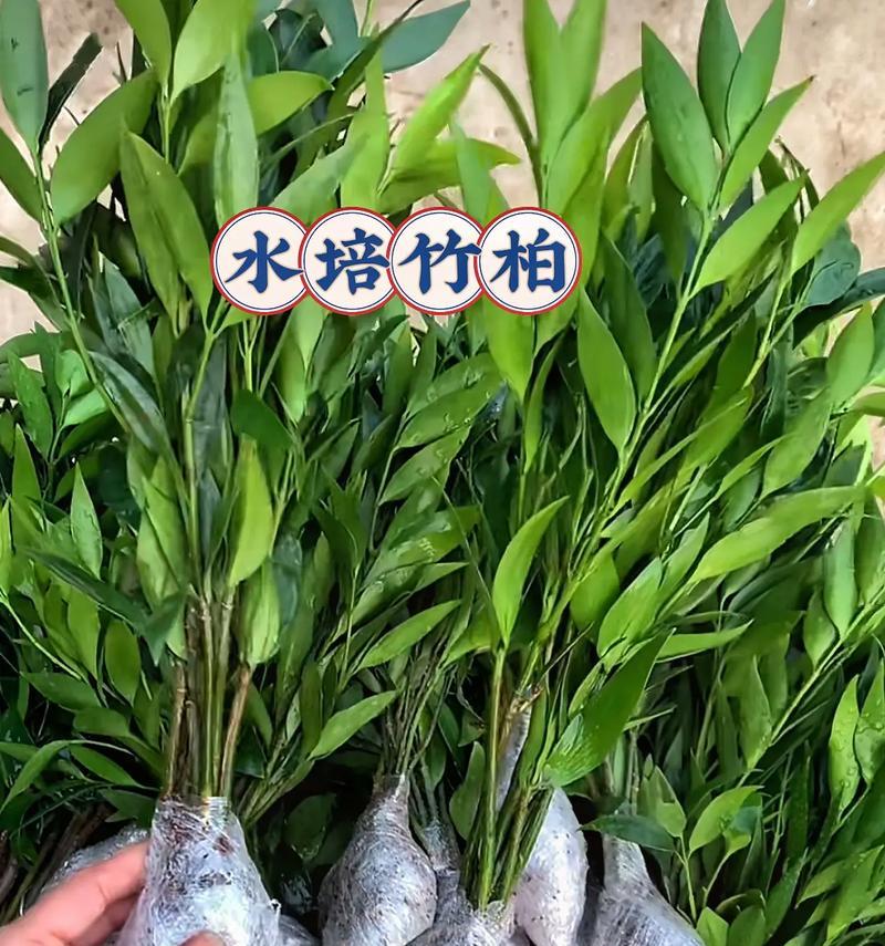 花草气味驱赶蚊虫的原理是什么？如何利用植物气味有效驱蚊？