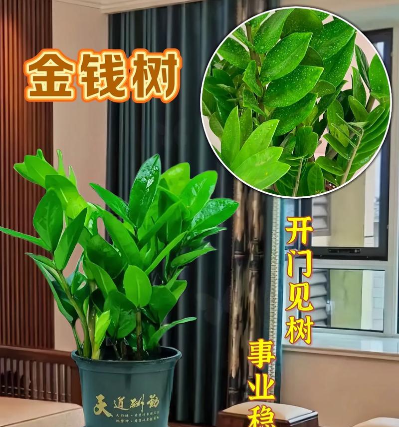 摇钱树种植花盆大小有要求吗？多大合适？