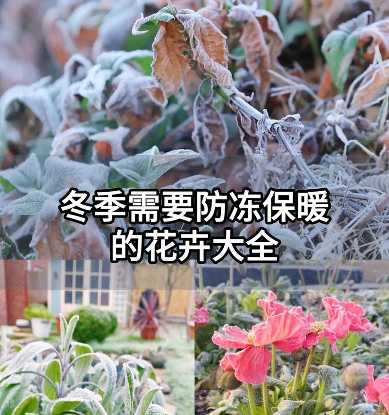 冷光照少环境下花草植物会有什么变化？如何适应这种环境？