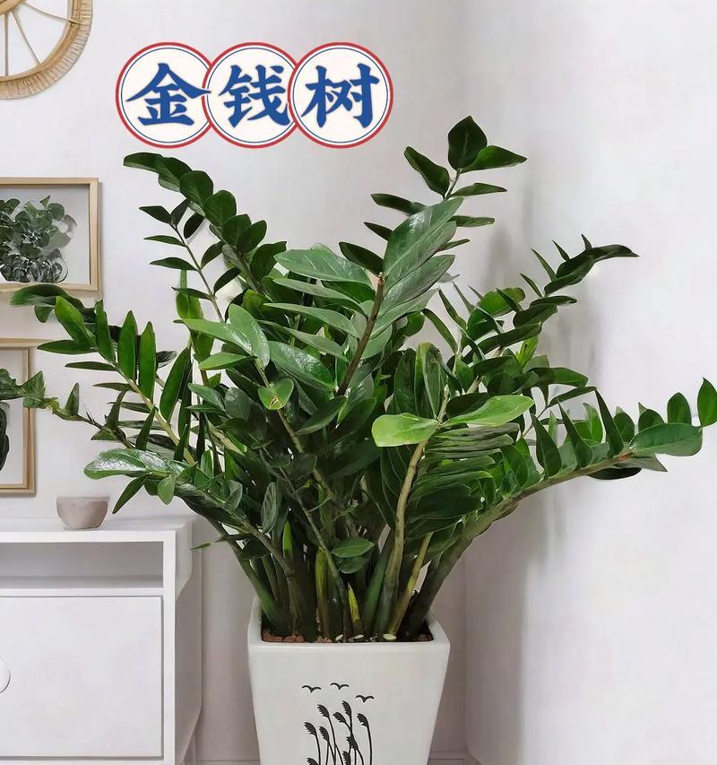 摇钱树适合花盆种植吗？需要注意什么？