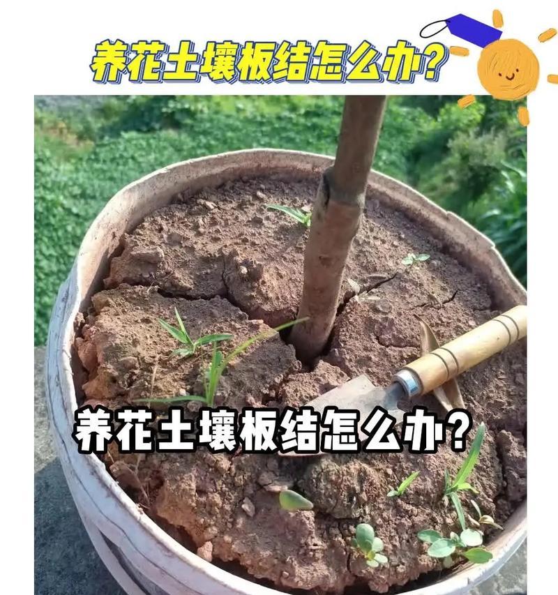 花盆里的土壤板结了怎么办？有效的方法是什么？