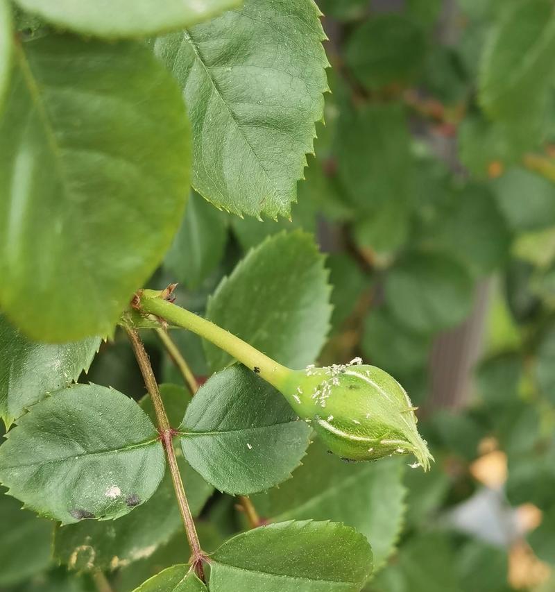 月季花盆白色小虫是什么？防治方法有哪些？