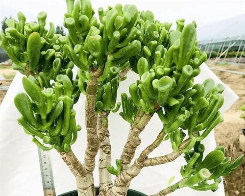 花盆中种植几棵吸财树最为合适？80公分花盆适合种植哪些花卉？