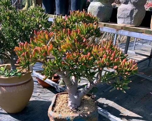 花盆中种植几棵吸财树最为合适？80公分花盆适合种植哪些花卉？