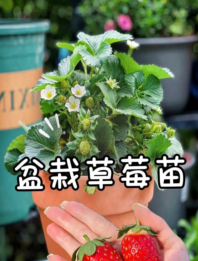 草莓苗盆栽种植多久结果合适？如何进行有效管理？