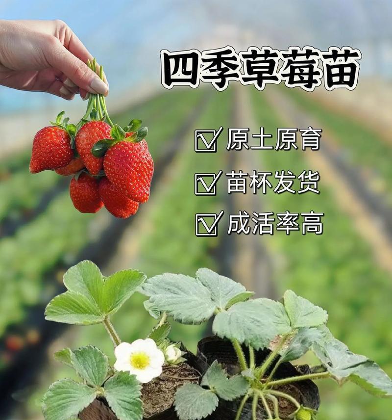 草莓苗盆栽种植多久结果合适？如何进行有效管理？