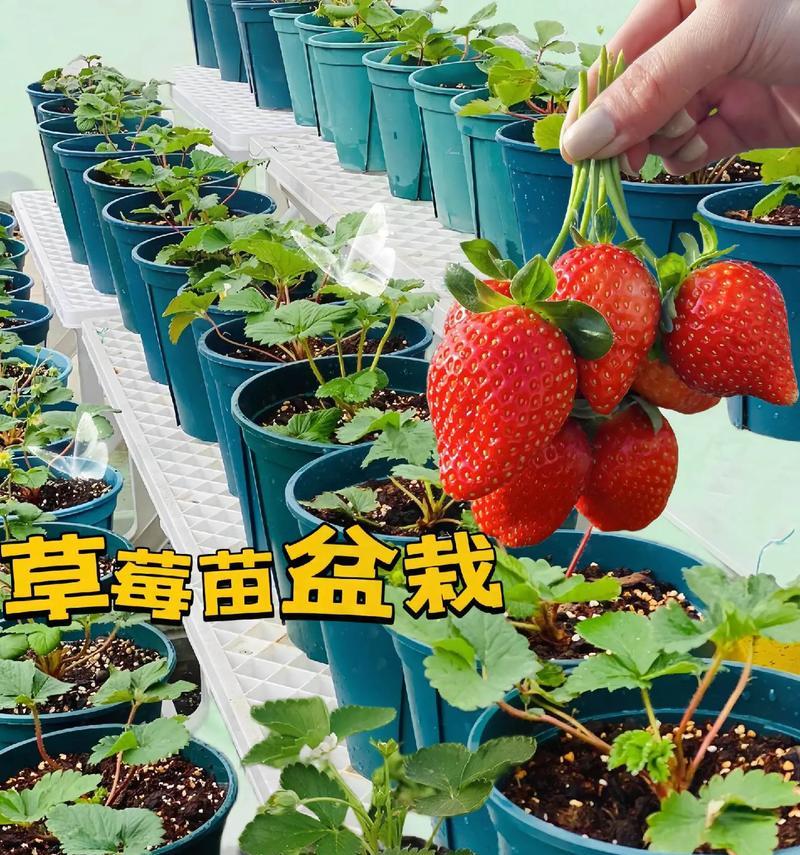 草莓苗盆栽种植多久结果合适？如何进行有效管理？