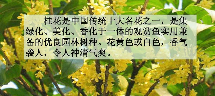 桂圆什么时候成熟？桂圆成熟的季节是几月？