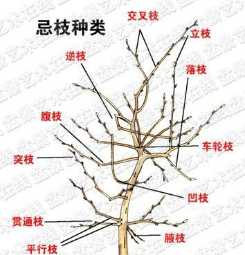 桂圆盆栽怎么种？种植桂圆盆栽有哪些常见问题？