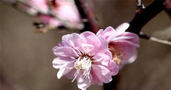 桃花花语是什么意思？如何理解桃花的象征意义？