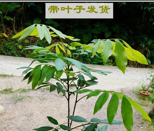 桂圆树几年结果实？如何正确种植和养护以促进早结果？