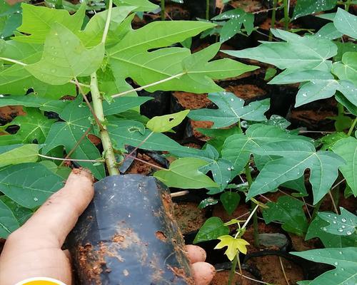 国光树几年结果实？如何正确种植以缩短结果时间？