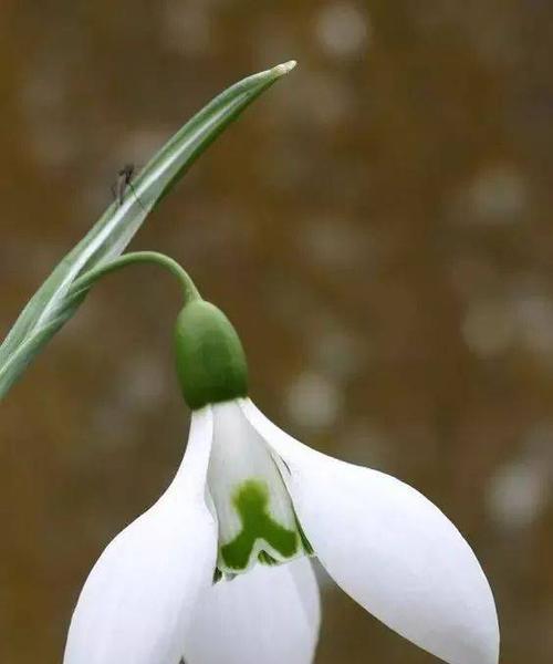 雪滴花的花语是什么？雪滴花传说有哪些故事？