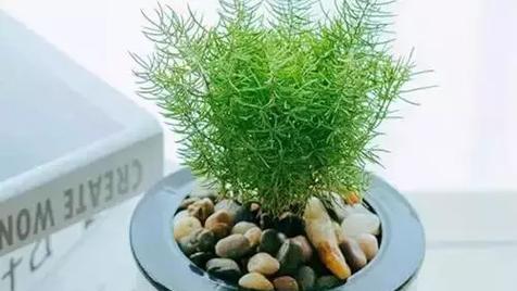 86属虎的人养什么植物能带来财运？旺财植物有哪些选择？