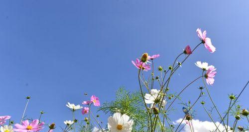 拉萨的市花是格桑花吗？格桑花的象征寓意是什么？