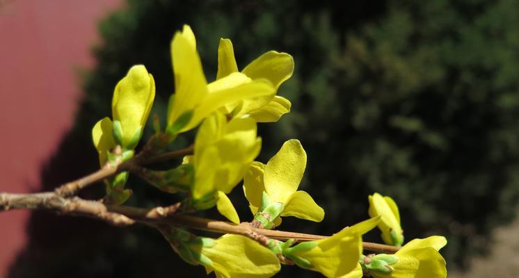 连翘花象征着什么？连翘花的寓意有哪些常见问题？