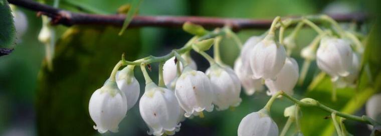 铃兰花语是什么意思？铃兰花代表的含义有哪些？