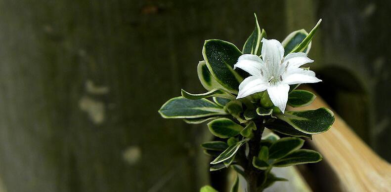 六月雪的花语是什么？它有哪些寓意？