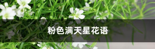 满天星花语代表什么意思？如何正确解读满天星的花语含义？