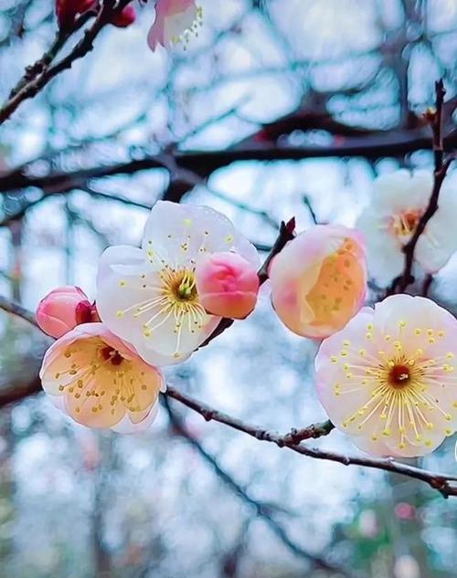 梅花代表什么花语？梅花的花语有哪些含义？