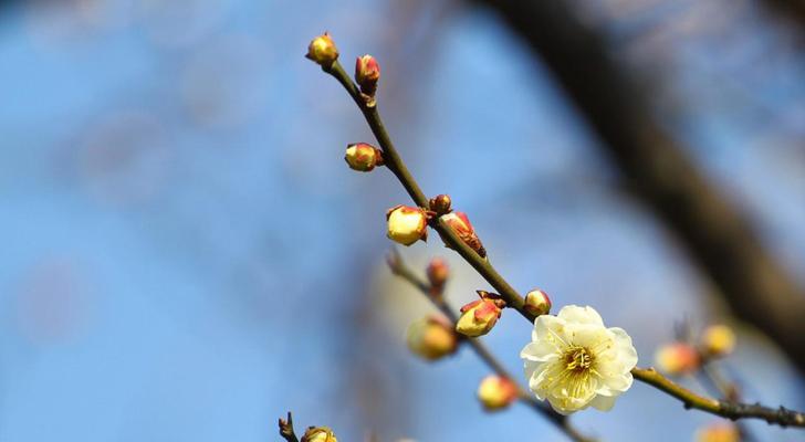 梅花花语是什么？梅花代表了哪些美好寓意？