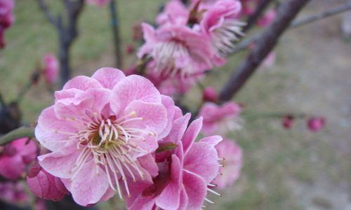 梅花象征着哪些人格特质？梅花代表的人有哪些特点？