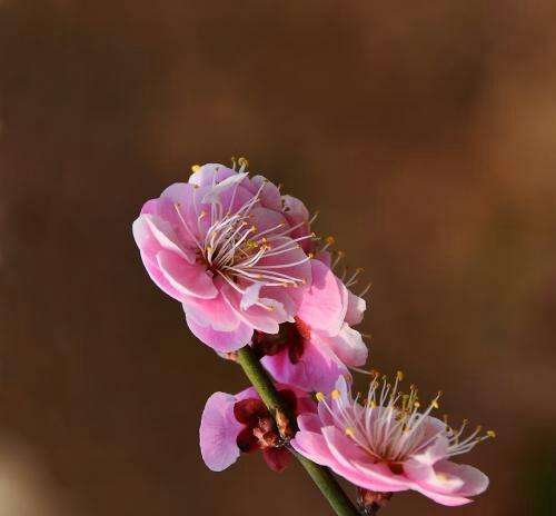 梅花有几种颜色？每种颜色的梅花寓意是什么？