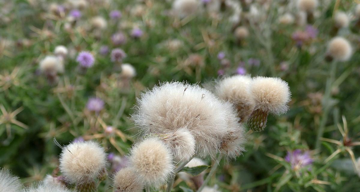 棉花代表的生肖是什么？如何解读棉花在生肖文化中的意义？