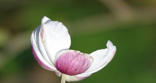 棉花的花语是什么？棉花寓意有哪些常见问题？