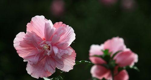 木槿花象征着什么意义？木槿花的花语有哪些？