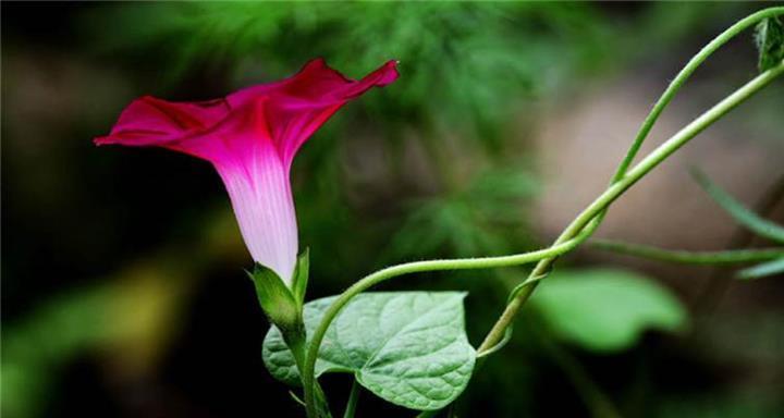 牵牛花的花语是什么？如何解读牵牛花的象征意义？