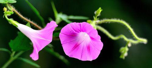 牵牛花的花语是什么？如何解读牵牛花的象征意义？