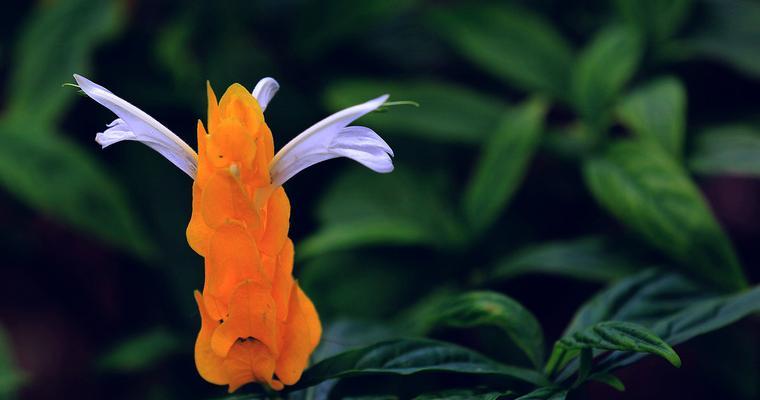 什么花象征着担当？花语中代表责任的花卉有哪些？