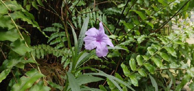 什么花代表单恋的花语？单恋花语的含义是什么？