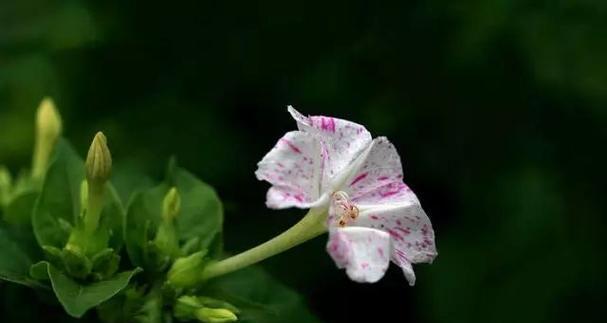 什么花代表胆小懦弱？花语中胆小懦弱的花有哪些？