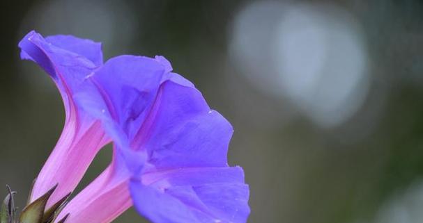 什么花代表放松？了解放松花语的花卉有哪些？