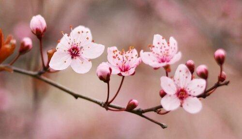 什么花代表高冷？揭秘花语背后的含义？